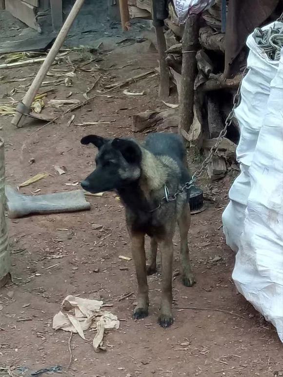 最新凉山猎犬出售信息，探寻优秀猎犬的难得机遇