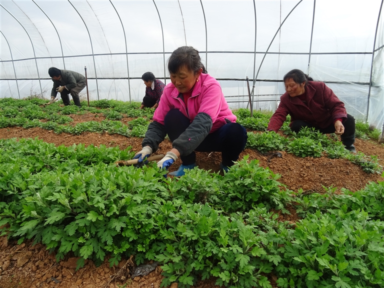 公司加农户种植新模式，推动农业现代化进程的新引擎