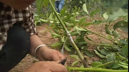 核桃最新嫁接技术视频，提升嫁接效率与成活率的实践指南教程