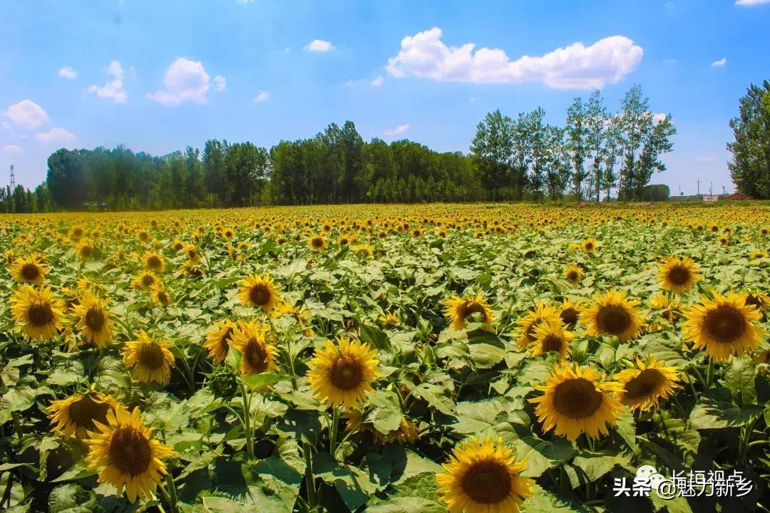 长垣县最新发展动态概览